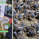 Illustration for article titled This Computer Is Filled With Crabs